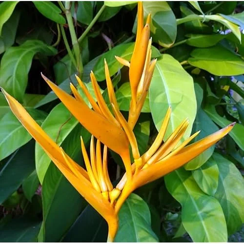 4 Heliconia Psittacorum Live Plants - 4 to 8 Inch Golden Rhizomes for Planting