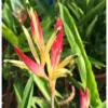 4 Heliconia Psittacorum Live Plants - 4 to 8 Inch - Red Yellow Rhizomes