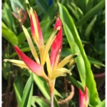 4 Heliconia Psittacorum Live Plants - 4 to 8 Inch - Red Yellow Rhizomes