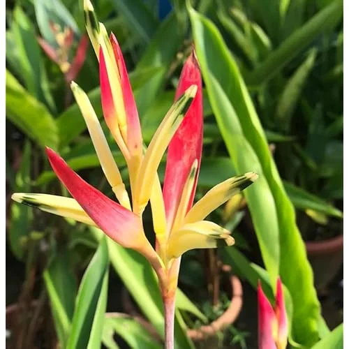 4 Heliconia Psittacorum Live Plants - 4 to 8 Inch - Red Yellow Rhizomes