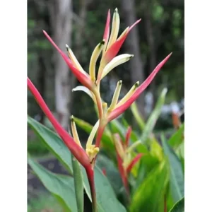 4 Heliconia Psittacorum Live Plants - 4 to 8 Inch - Red Yellow Rhizomes