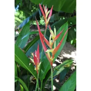 4 Heliconia Psittacorum Live Plants - 4 to 8 Inch - Red Yellow Rhizomes