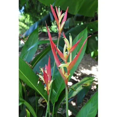 4 Heliconia Psittacorum Live Plants - 4 to 8 Inch - Red Yellow Rhizomes