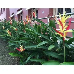 4 Heliconia Psittacorum Live Plants - 4 to 8 Inch - Red Yellow Rhizomes