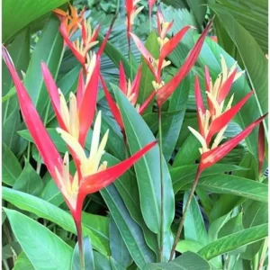 4 Heliconia Psittacorum Live Plants - 4 to 8 Inch - Red Yellow Rhizomes