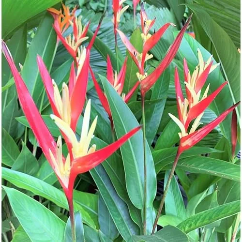 4 Heliconia Psittacorum Live Plants - 4 to 8 Inch - Red Yellow Rhizomes