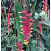 4 Large Hanging Lobster Claw Heliconia Rostrata Live Plants - Well Rooted and Ready to Grow
