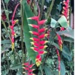 4 Large Hanging Lobster Claw Heliconia Rostrata Live Plants - Well Rooted and Ready to Grow