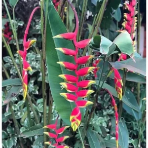 4 Large Hanging Lobster Claw Heliconia Rostrata Live Plants - Well Rooted and Ready to Grow