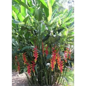 4 Large Hanging Lobster Claw Heliconia Rostrata Live Plants - Well Rooted and Ready to Grow