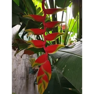 4 Large Hanging Lobster Claw Heliconia Rostrata Live Plants - Well Rooted and Ready to Grow