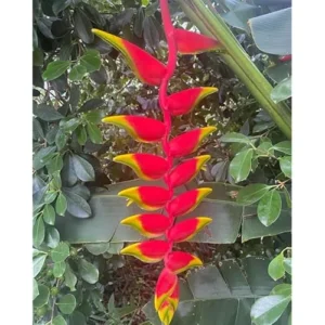 4 Large Hanging Lobster Claw Heliconia Rostrata Live Plants - Well Rooted and Ready to Grow