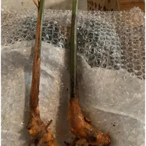4 Large Hanging Lobster Claw Heliconia Rostrata Live Plants - Well Rooted and Ready to Grow