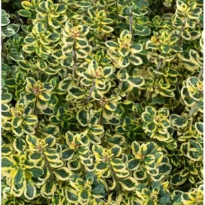 4 Lemon Thyme Variegated Plants, Green Yellow Golden Lemon Thyme, 4-6 inches Tall, Ready to Grow