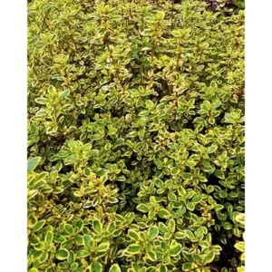 4 Lemon Thyme Variegated Plants, Green Yellow Golden Lemon Thyme, 4-6 inches Tall, Ready to Grow