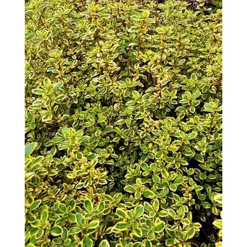 4 Lemon Thyme Variegated Plants, Green Yellow Golden Lemon Thyme, 4-6 inches Tall, Ready to Grow