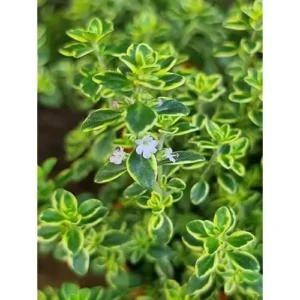 4 Lemon Thyme Variegated Plants, Green Yellow Golden Lemon Thyme, 4-6 inches Tall, Ready to Grow