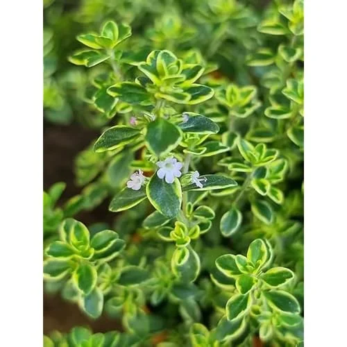 4 Lemon Thyme Variegated Plants, Green Yellow Golden Lemon Thyme, 4-6 inches Tall, Ready to Grow