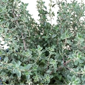 4 Lemon Thyme Variegated Plants, Green Yellow Golden Lemon Thyme, 4-6 inches Tall, Ready to Grow