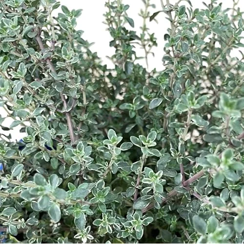 4 Lemon Thyme Variegated Plants, Green Yellow Golden Lemon Thyme, 4-6 inches Tall, Ready to Grow