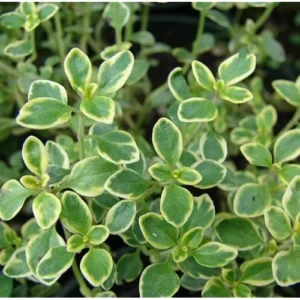 4 Lemon Thyme Variegated Plants, Green Yellow Golden Lemon Thyme, 4-6 inches Tall, Ready to Grow