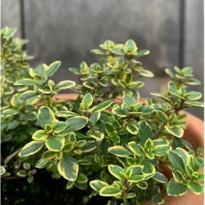 4 Lemon Thyme Variegated Plants, Green Yellow Golden Lemon Thyme, 4-6 inches Tall, Ready to Grow