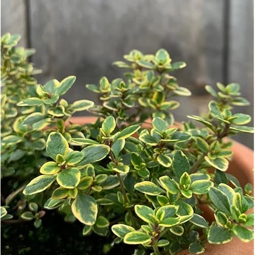 4 Lemon Thyme Variegated Plants, Green Yellow Golden Lemon Thyme, 4-6 inches Tall, Ready to Grow