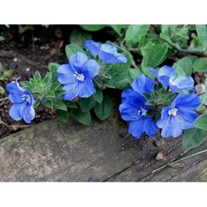 4 Live Blue Daze Evolvulus Plants | Blue Daze Ground Cover