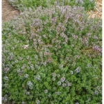 4 Live Lemon Thyme Plants - 3 to 5 Inch - Fresh & Aromatic - 4 Pack