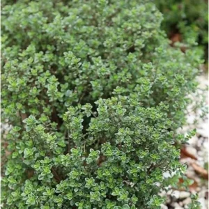 4 Live Lemon Thyme Plants - 3 to 5 Inch - Fresh & Aromatic - 4 Pack