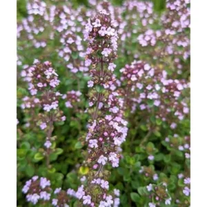 4 Live Lemon Thyme Plants - 3 to 5 Inch - Fresh & Aromatic - 4 Pack