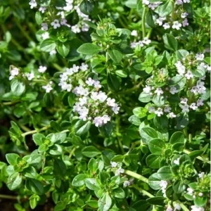 4 Live Lemon Thyme Plants - 3 to 5 Inch - Fresh & Aromatic - 4 Pack