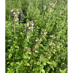 4 Live Lemon Thyme Plants - 3 to 5 Inch - Fresh & Aromatic - 4 Pack