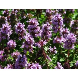 4 Live Lemon Thyme Plants - 3 to 5 Inch - Fresh & Aromatic - 4 Pack