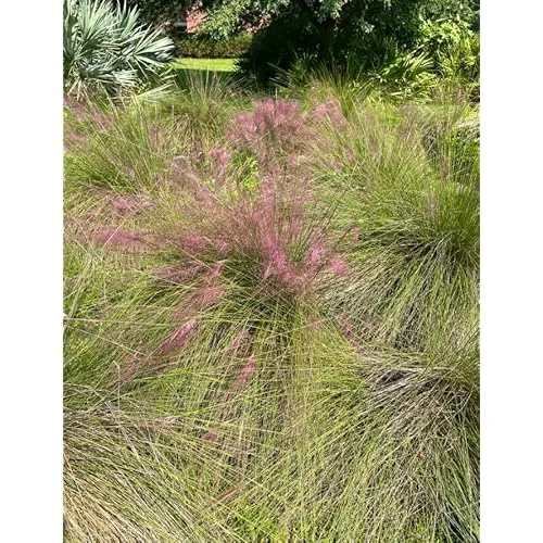 4 Live Pink Muhly Grass Plants Ornamental Grass 5-8 Inches Tall Ready to Grow