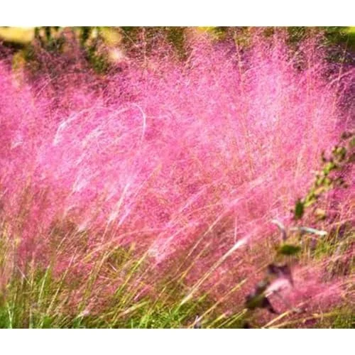 4 Live Pink Muhly Grass Plants Ornamental Grass 5-8 Inches Tall Ready to Grow