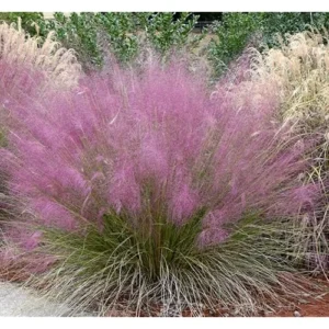 4 Live Pink Muhly Grass Plants Ornamental Grass 5-8 Inches Tall Ready to Grow