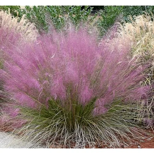 4 Live Pink Muhly Grass Plants Ornamental Grass 5-8 Inches Tall Ready to Grow