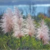 4 Live Plants Live Pink Pampas Grass Plants Tall Pampas Grass Pink Plants Rose Pampas Grass Plants Pampas Grasses Plants 4 to 6 Inc Tall, Size 4 Inc Pot,Ready to Grow