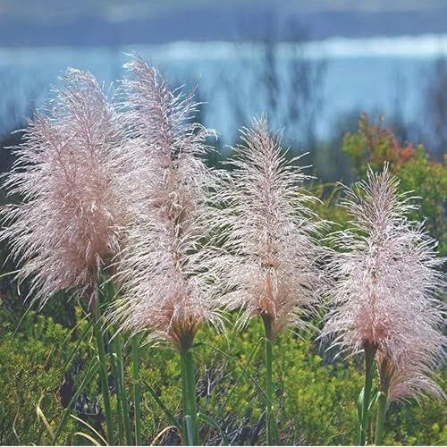 4 Live Plants Live Pink Pampas Grass Plants Tall Pampas Grass Pink Plants Rose Pampas Grass Plants Pampas Grasses Plants 4 to 6 Inc Tall, Size 4 Inc Pot,Ready to Grow