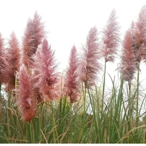 4 Live Plants Live Pink Pampas Grass Plants Tall Pampas Grass Pink Plants Rose Pampas Grass Plants Pampas Grasses Plants 4 to 6 Inc Tall, Size 4 Inc Pot,Ready to Grow