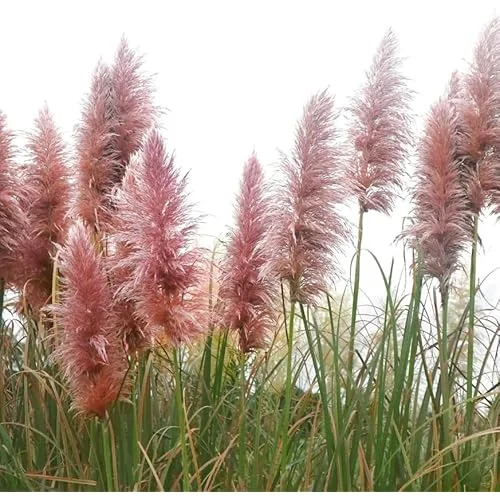 4 Live Plants Live Pink Pampas Grass Plants Tall Pampas Grass Pink Plants Rose Pampas Grass Plants Pampas Grasses Plants 4 to 6 Inc Tall, Size 4 Inc Pot,Ready to Grow
