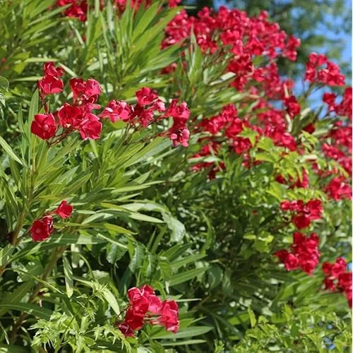 4 Live Plants Oleander Red Plant Oleander Flowers Plant Red Blooming Flowers Oleander Plant Oleander Shurb Plant Hardy Oleander Plant, Size 4 Inc Pot,Ready to Grow