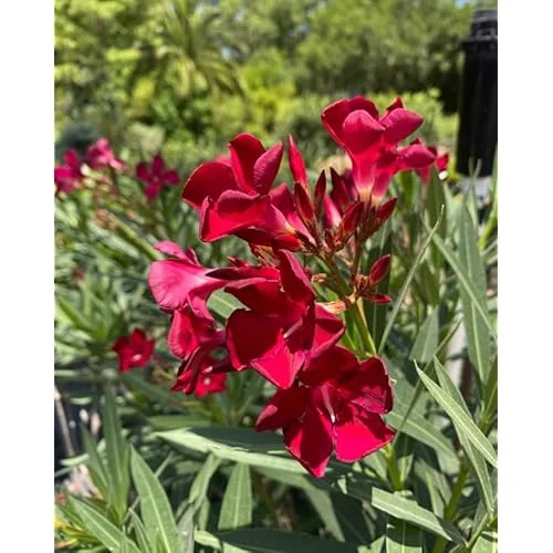 4 Live Plants Oleander Red Plant Oleander Flowers Plant Red Blooming Flowers Oleander Plant Oleander Shurb Plant Hardy Oleander Plant, Size 4 Inc Pot,Ready to Grow
