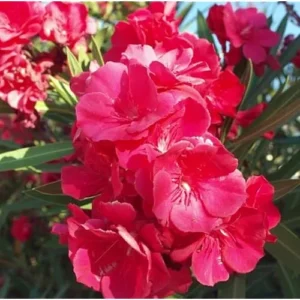 4 Live Plants Oleander Red Plant Oleander Flowers Plant Red Blooming Flowers Oleander Plant Oleander Shurb Plant Hardy Oleander Plant, Size 4 Inc Pot,Ready to Grow