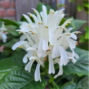 4 Live White Shrimp Plants, White Plume Flowers, 4-8 Inches Tall