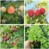 4 Mixcolor Raspberry Plants - Live Red Purple Yellow Raspberry Bush Plants - Mixed Color Fruit Tree