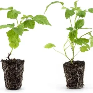 4 Mixcolor Raspberry Plants - Live Red Purple Yellow Raspberry Bush Plants - Mixed Color Fruit Tree