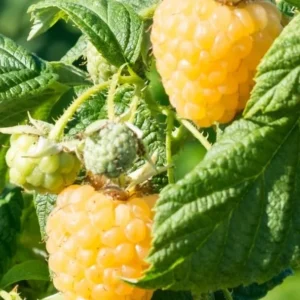 4 Mixcolor Raspberry Plants - Live Red Purple Yellow Raspberry Bush Plants - Mixed Color Fruit Tree