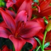 4 Red Asiatic Lily Bulbs Live for Planting, Red Lilium Flower Bulbs for Garden